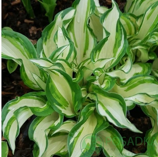 картинка Хоста Kiwi Spearmint 