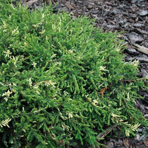 картинка Можжевельник обыкновенный 'Spotty Spreader' 7.5л 