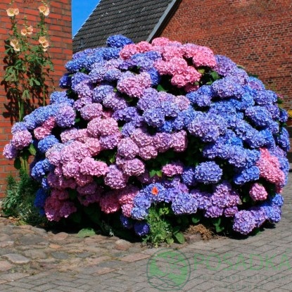 картинка Гортензия крупнолистная Hamburg 
