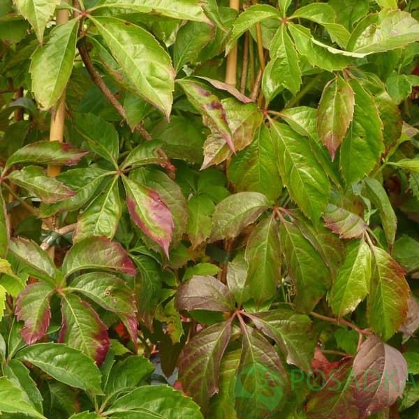 картинка Виноград Энгельмана (Parthenocissus Engelmannii) 