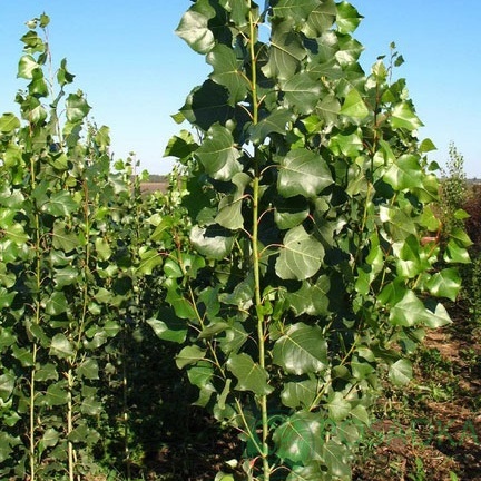 картинка Саженцы тополя  картинка Саженцы тополя