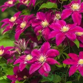 картинка Клематис Ernest Markham 