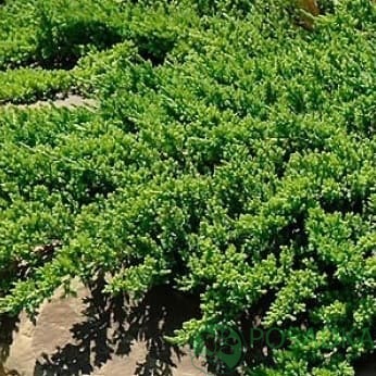 картинка Можжевельник лежачий Bonin Islands 