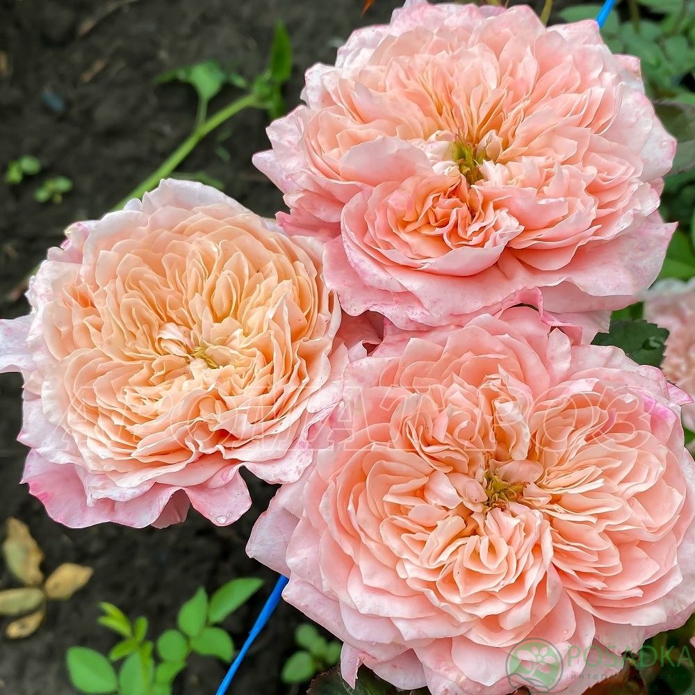 картинка Роза чайно-гибридная Микото С2 