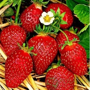 картинка Клубника Свит Энн 