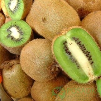 картинка Киви Бруно (лучшие вкусовые качества) 