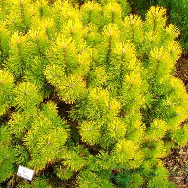 картинка Сосна горная Зюндерт 3л. 