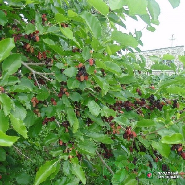 картинка Шелковица чёрная Шелли 