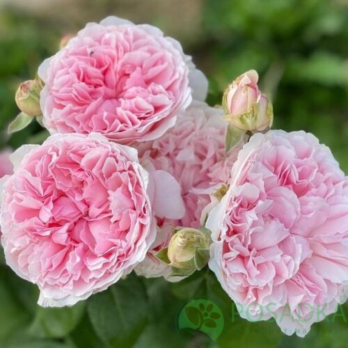 картинка Роза английская Миранда 