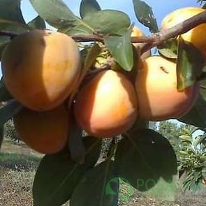 картинка Хурма Никитская бордовая (морозостойкая) 