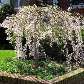 картинка Вишня плакучая 