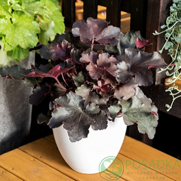 картинка Гейхера Rex Black 