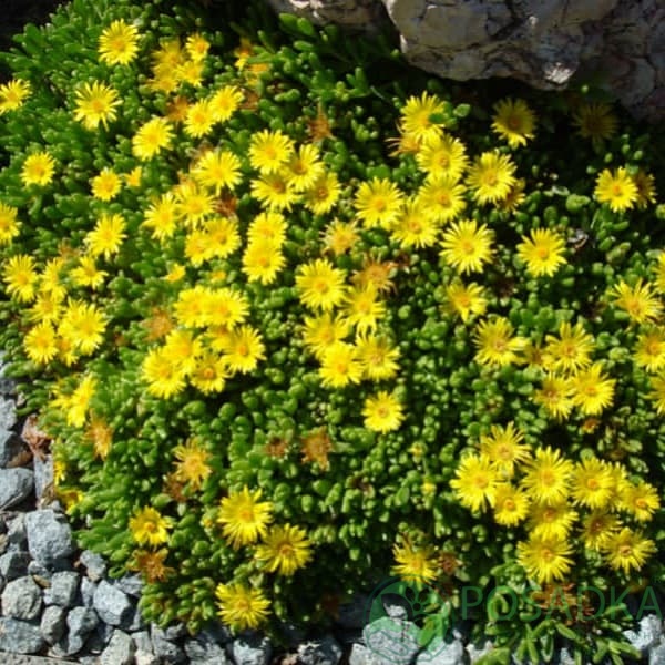 картинка Делосперма Йеллоу Айс Плант (Yellow Ice Plant) 