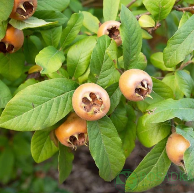 картинка Мушмула германская Делис де Ванн 