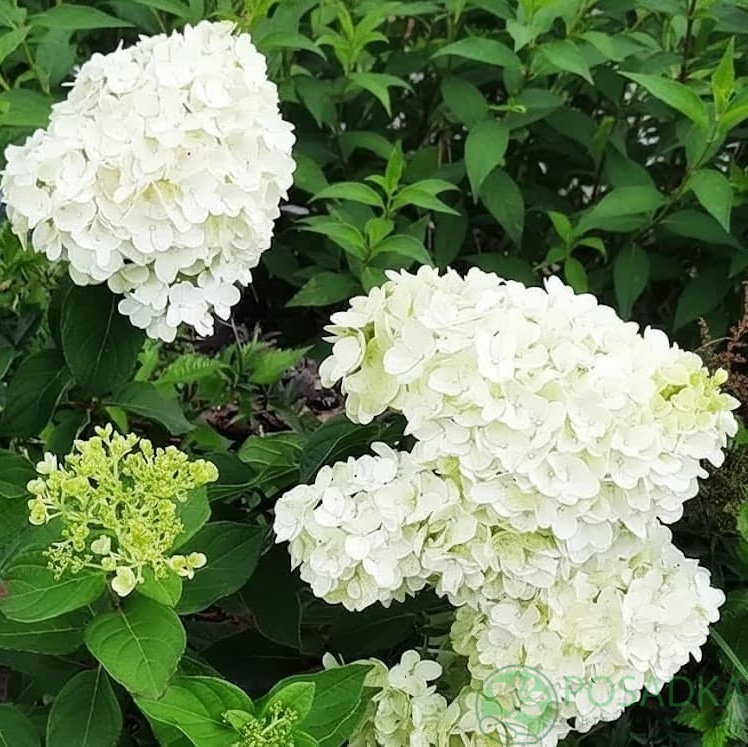 картинка Гортензия метельчатая “Living Summer Snow” (Саммер Сноу) 