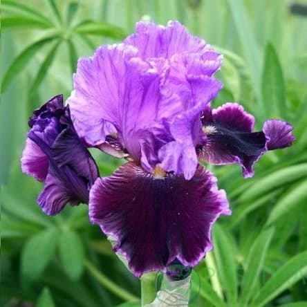 картинка Ирис бородатый Violet Terner 