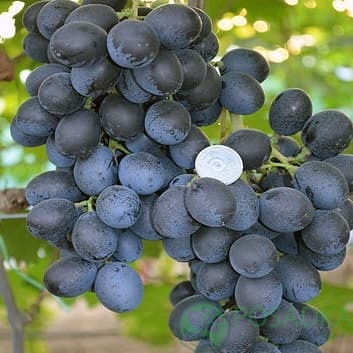 картинка Виноград кишмиш Шарада 