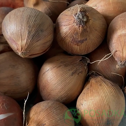 картинка Крокус Fuscotinctus 