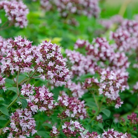 картинка Душица обыкновенная 'Compactum' 