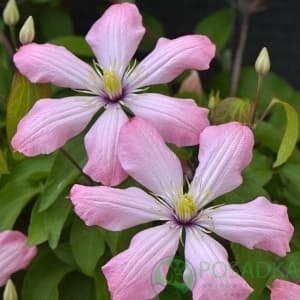 картинка Клематис Ai-Nor (Ай-Нор) 