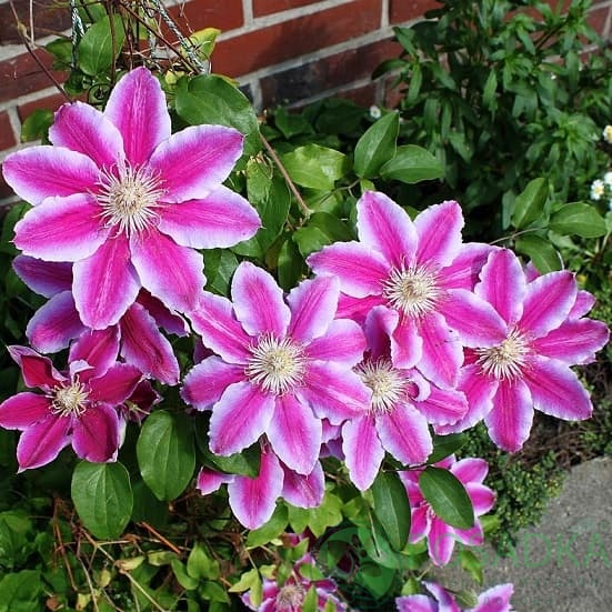 картинка Клематис Doctor Ruppel 