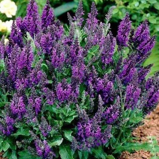 картинка Шалфей дубравный Marcus 