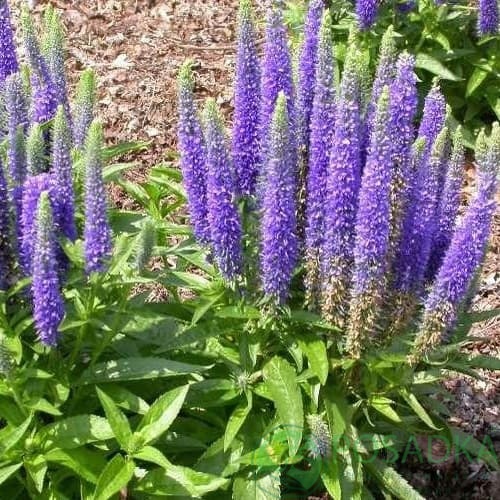 картинка Вероника колосковая 'Baby Blue' 