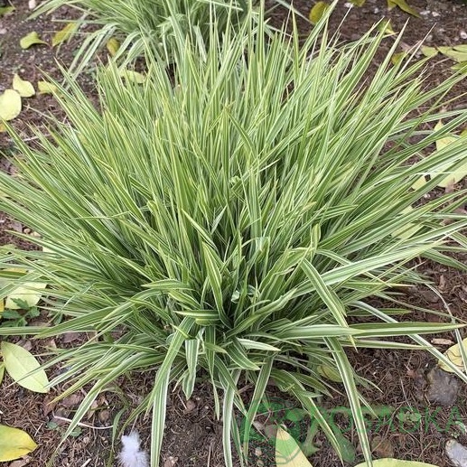 картинка Молиния голубая арундинацея Mostenveld 