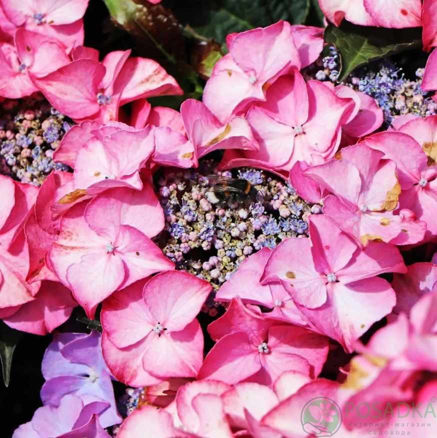 картинка Гортензия крупнолистная Tiffany Pink 