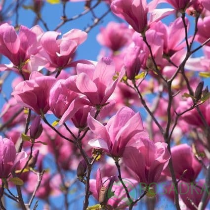 картинка Магнолия гибридная Galaxy 