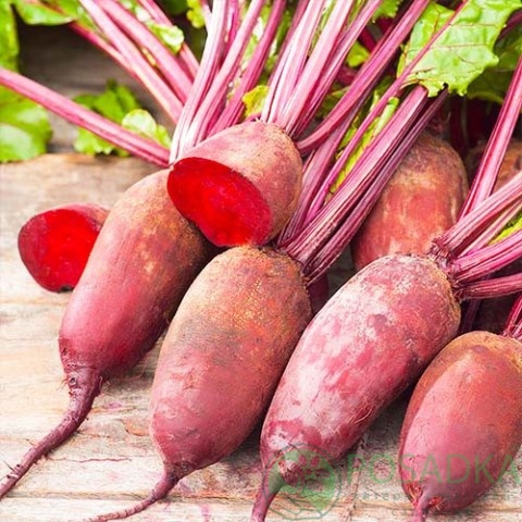 картинка Семена свекла Столовая Опольская 3 г, SeedEra 