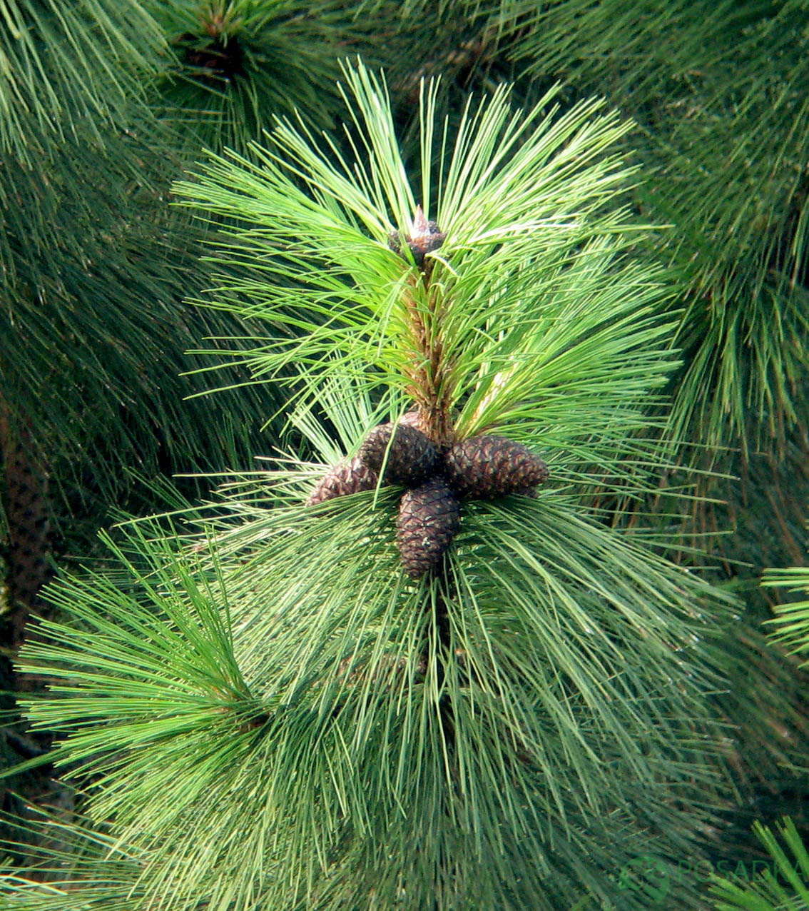 картинка Сосна желтая (Pinus ponderosa) С5 