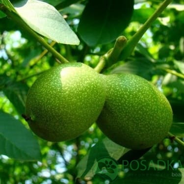 картинка Грецкий орех Буковинский 1 