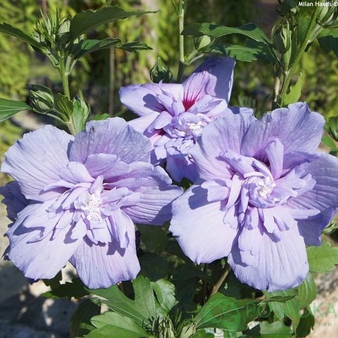 картинка Гибискус сирийский Блю Шифон (Hibiscus syriacus Blue Chiffon) картинка Гибискус сирийский Блю Шифон (Hibiscus syriacus Blue Chiffon)