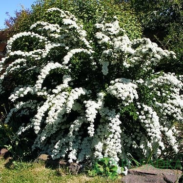 картинка Спирея белая 