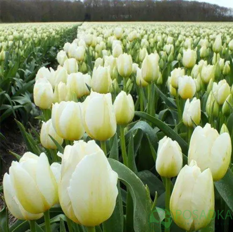 картинка Тюльпан Pays Bas 