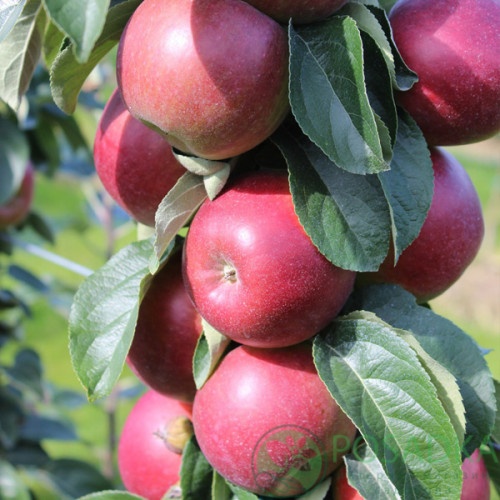 картинка Яблоня колоновидная Титания 