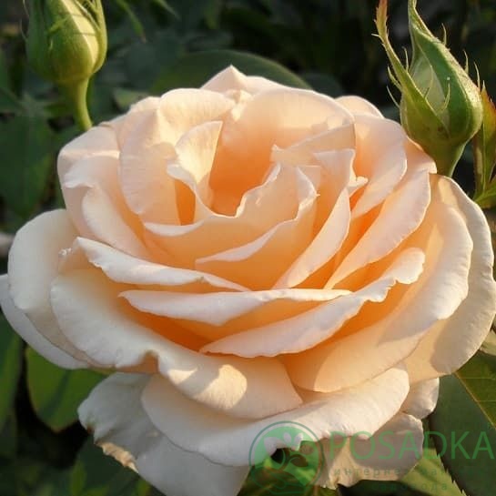 картинка Роза штамбовая Примадонна 