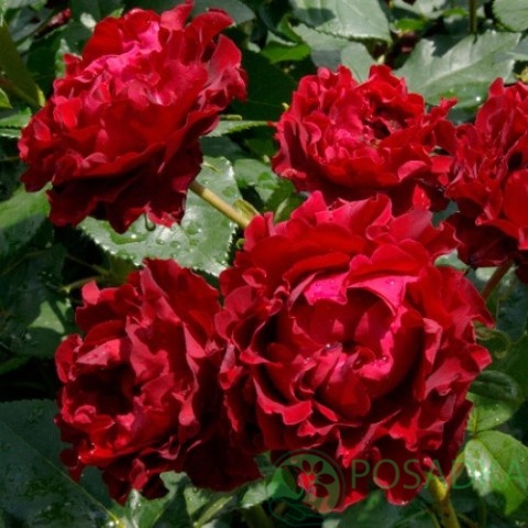 картинка Роза штамбовая (Керио, Омаж а Барбара) 