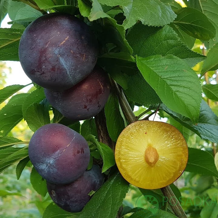 картинка Слива Блек Голд  картинка Слива Блек Голд