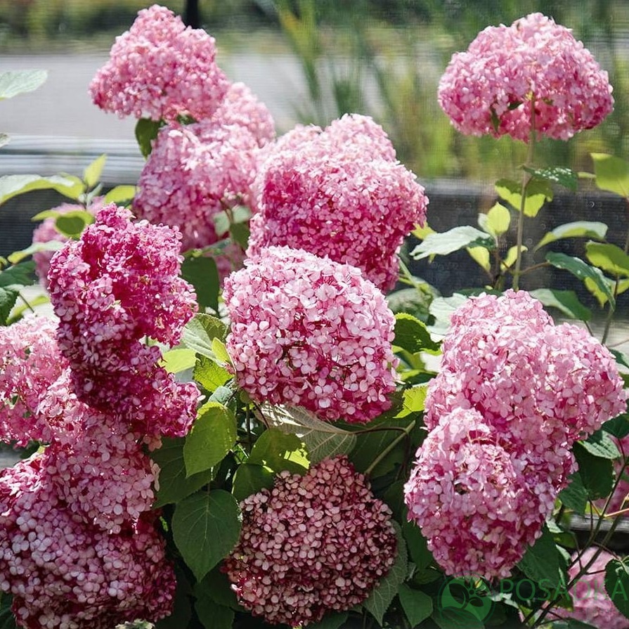 картинка Гортензия древовидная Magical Dark Pink 