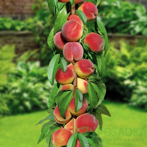картинка Персик колоновидный Штайнберг 