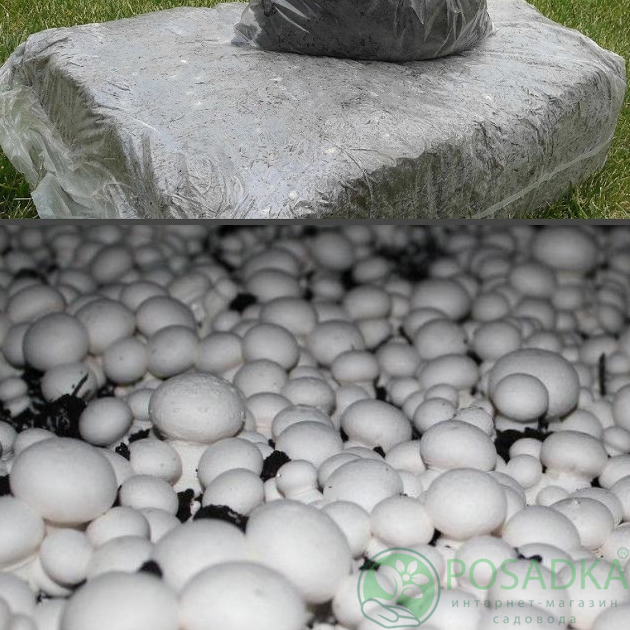 картинка Грибной блок Шампиньон двуспоровый Sylvan 130, 15 кг 