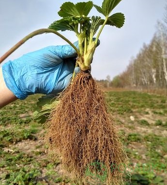 картинка Клубника Фламенко 