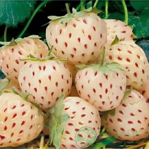 картинка Белая клубника Fragola Bianca 