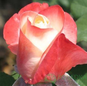 картинка Роза чайно-гибридная Белла Перла С2 