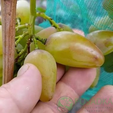 картинка Виноград Кураж 