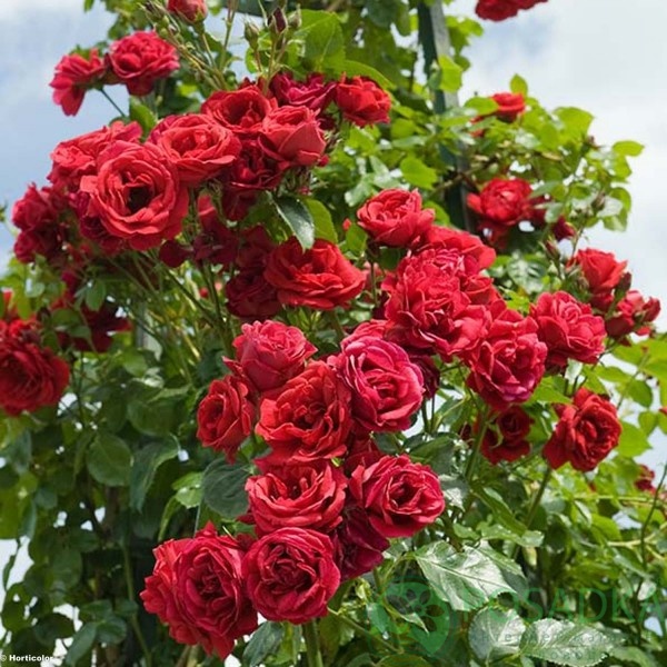 картинка Роза плетистая Нахеглут  картинка Роза плетистая Нахеглут