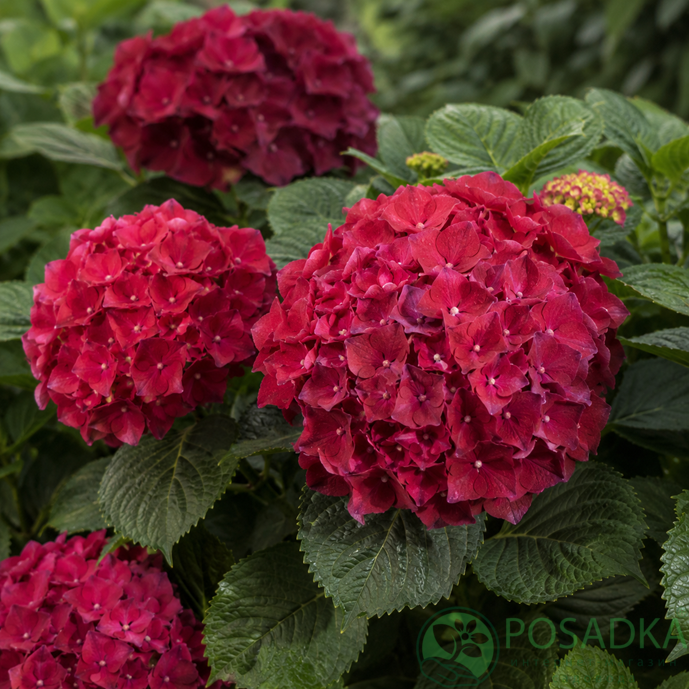картинка Гортензия крупнолистная Magical Ruby Red 