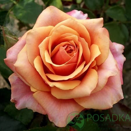 картинка Роза чайно-гибридная Черри Бренди 